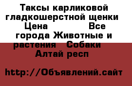 Таксы карликовой гладкошерстной щенки › Цена ­ 20 000 - Все города Животные и растения » Собаки   . Алтай респ.